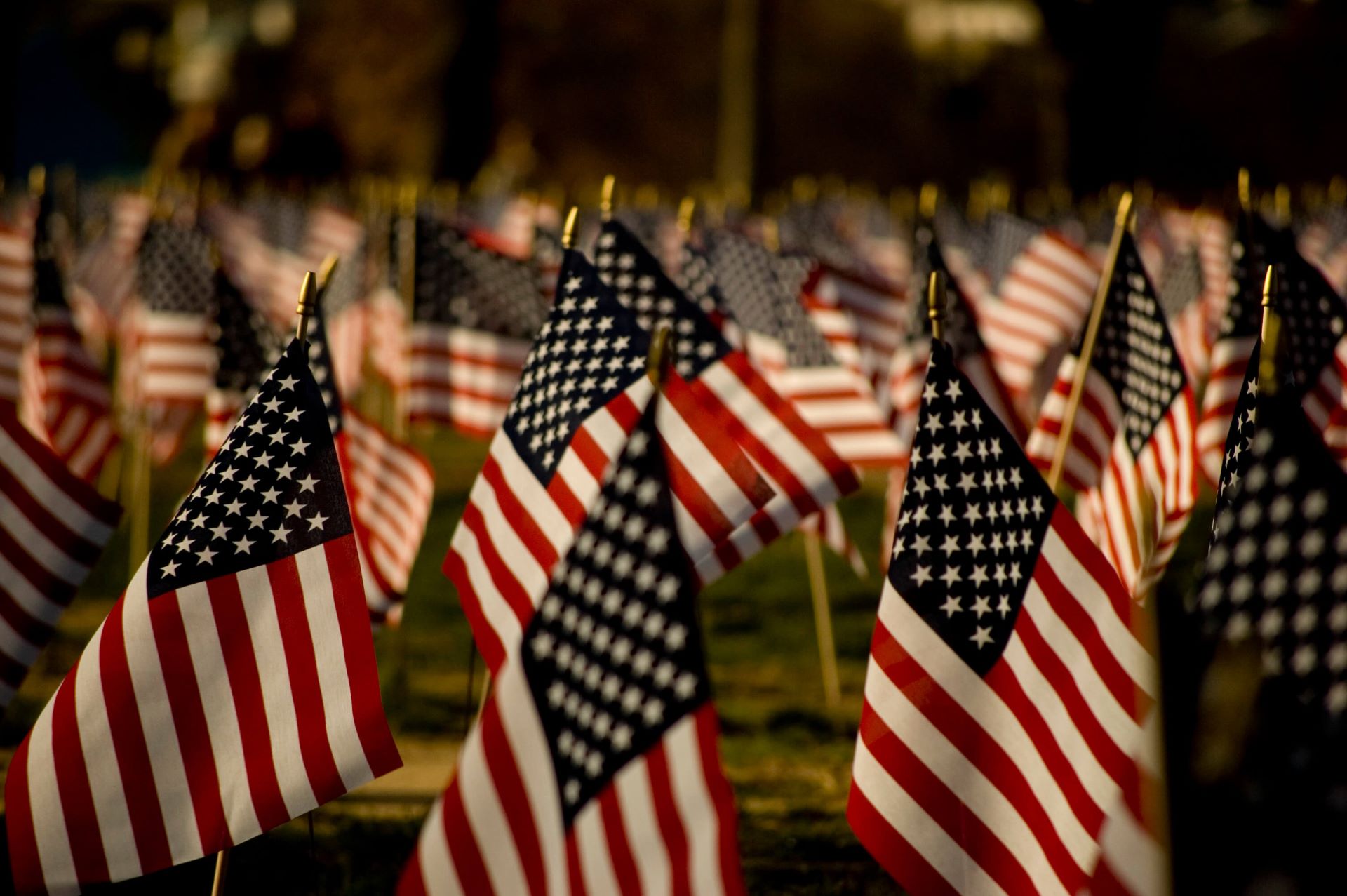 A field of american flags with the stars and stripes.
